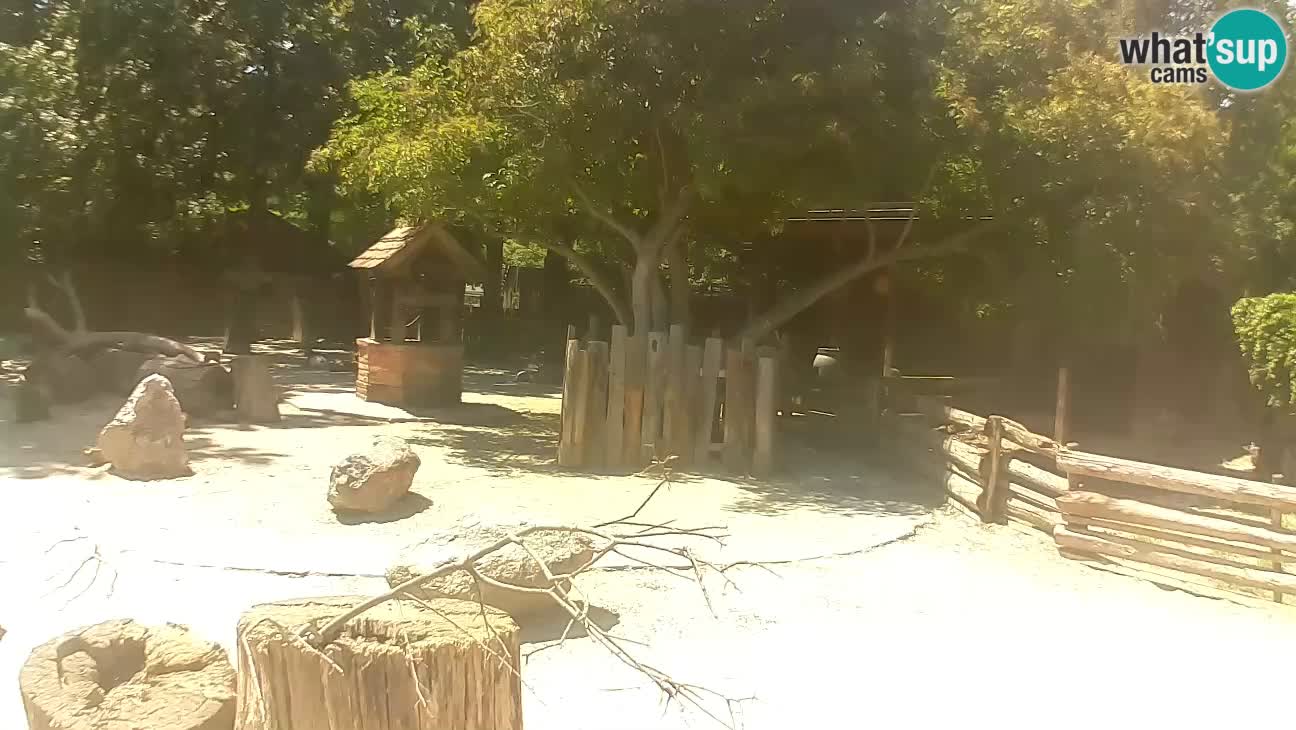 Zoo Zagreb – Cebo dai cornetti