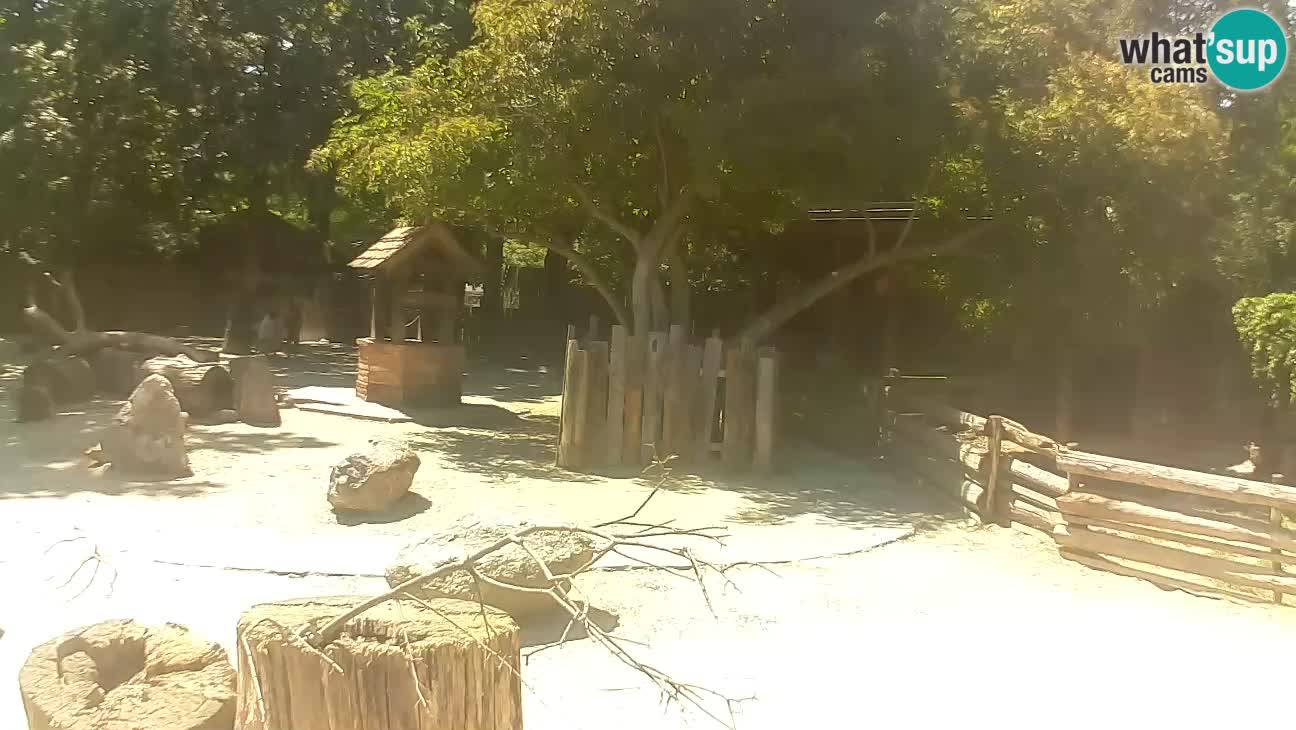 Zoo Zagreb –  Mono maicero