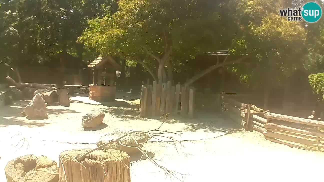 Zoo Zagreb – Brown Capuchin