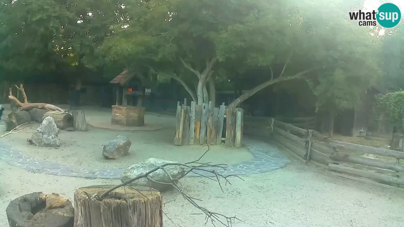 Zoo Zagreb – Brown Capuchin