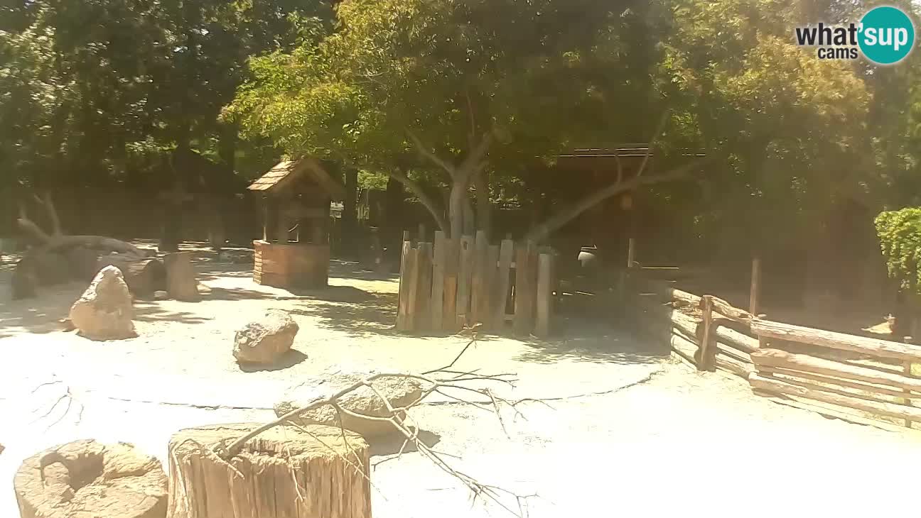 Zoo Zagreb –  Mono maicero