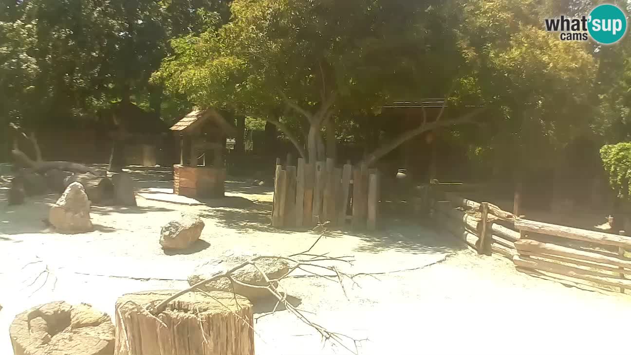 Zoo Zagreb –  Mono maicero