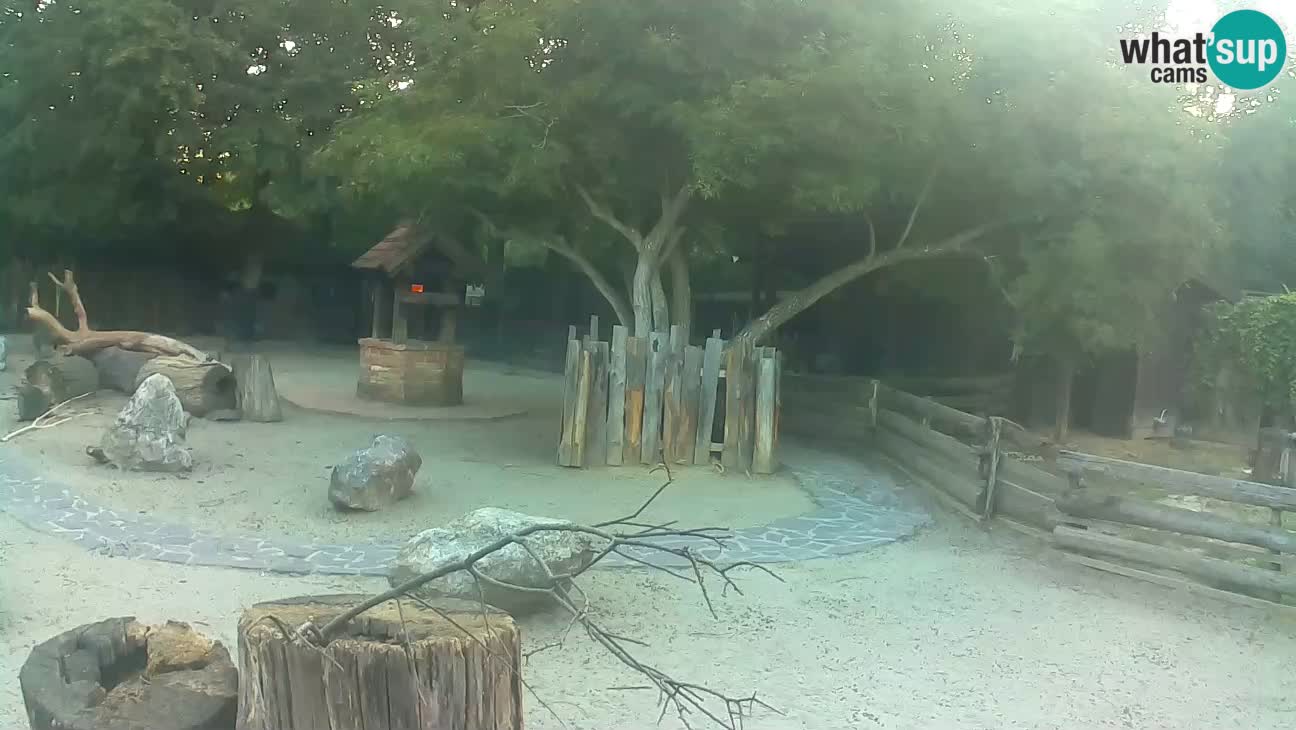 Zoo Zagreb – Haubenkapuziner