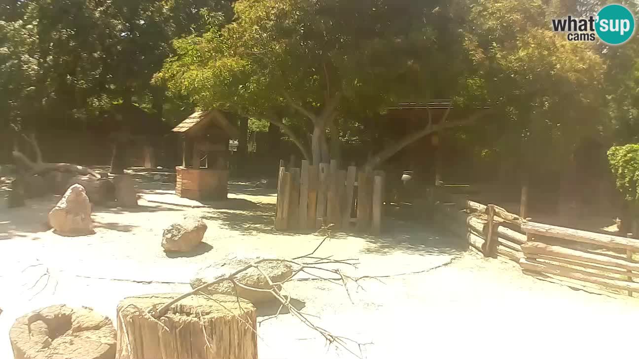 Zoo Zagreb – Brown Capuchin