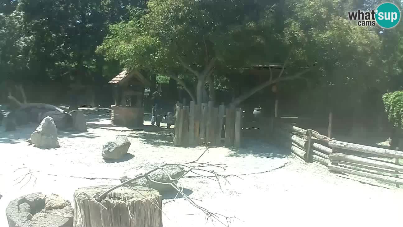 Zoo Zagreb – Brown Capuchin