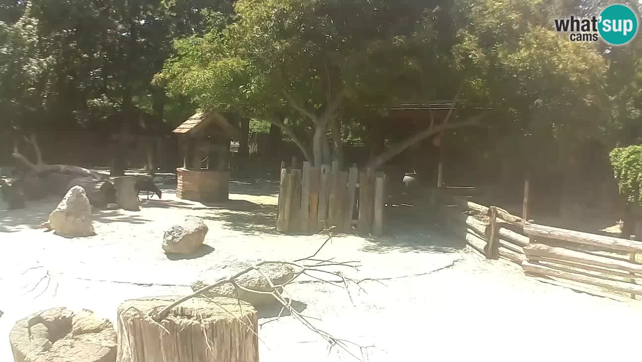 Zoo Zagreb – Cebo dai cornetti