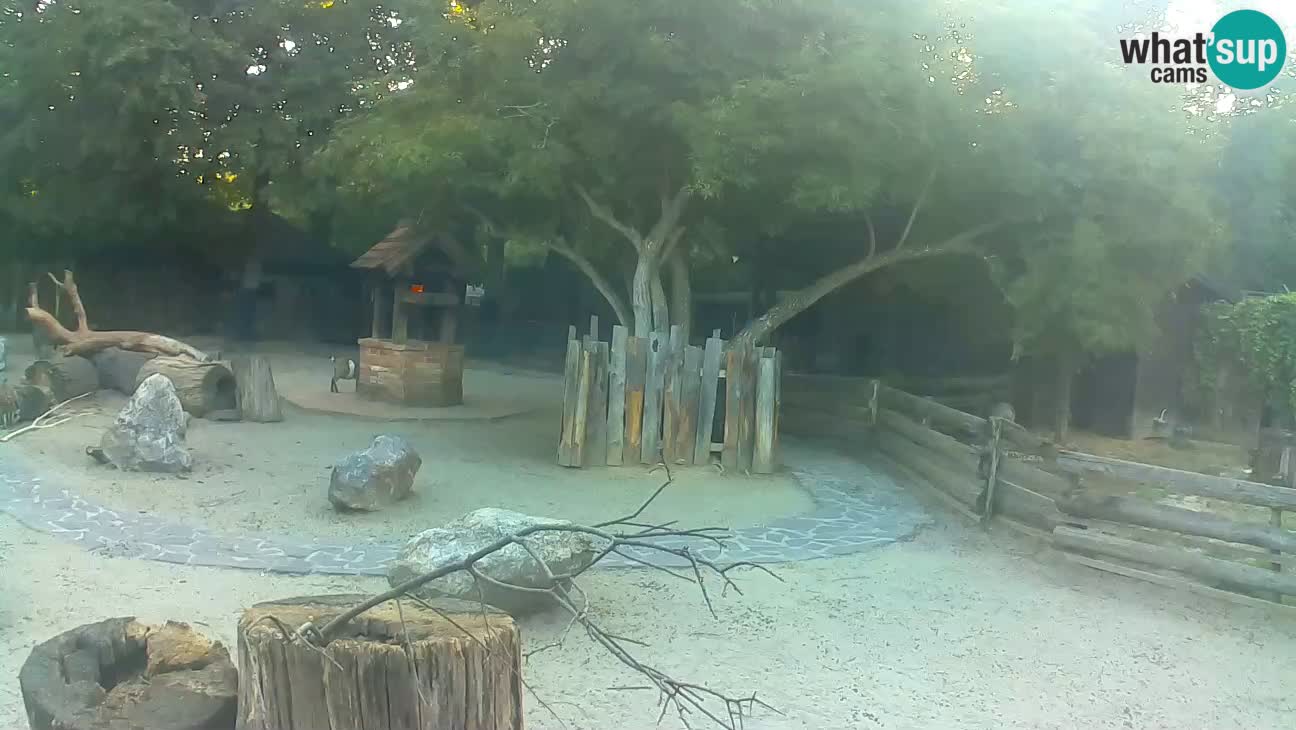 Zoo Zagreb – Cebus apella