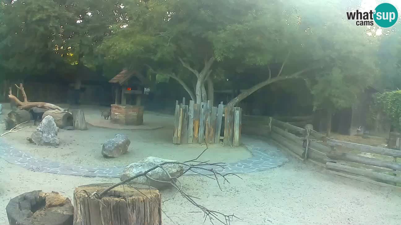 Zoo Zagreb – Haubenkapuziner