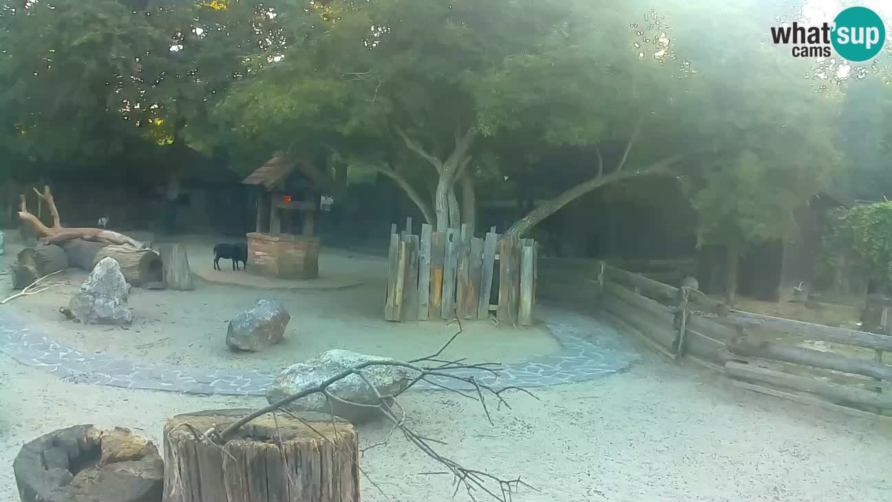 Zoo Zagreb – Cebus apella