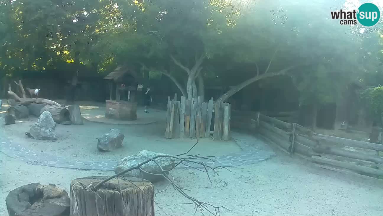 Zoo Zagreb – Cebus apella