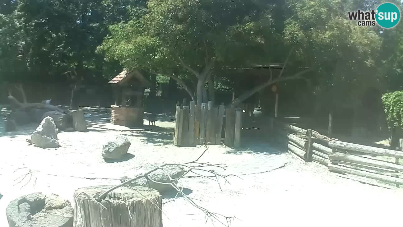 Zoo Zagreb –  Mono maicero