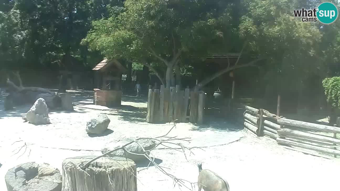 Zoo Zagreb – Cebus apella