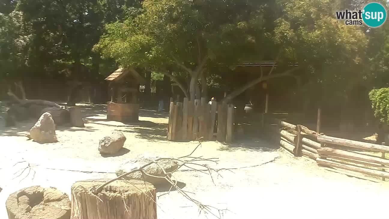 Zoo Zagreb – Brown Capuchin