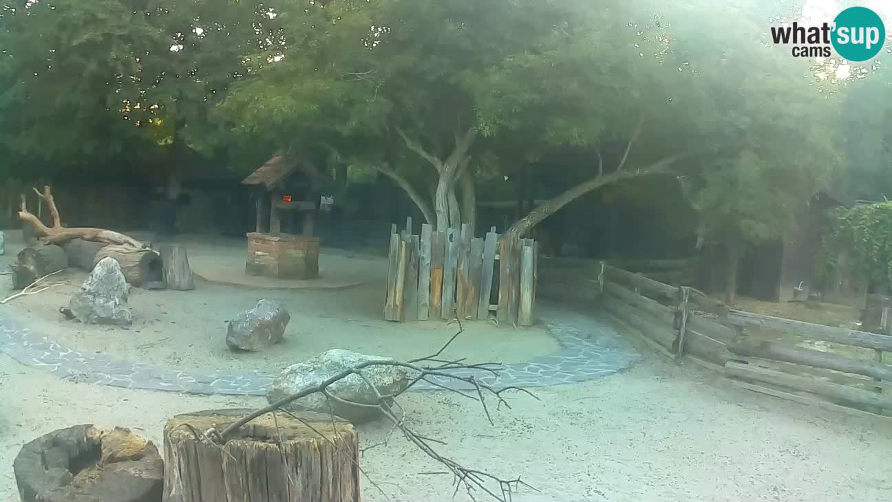 Zoo Zagreb – Rjava kapucinka