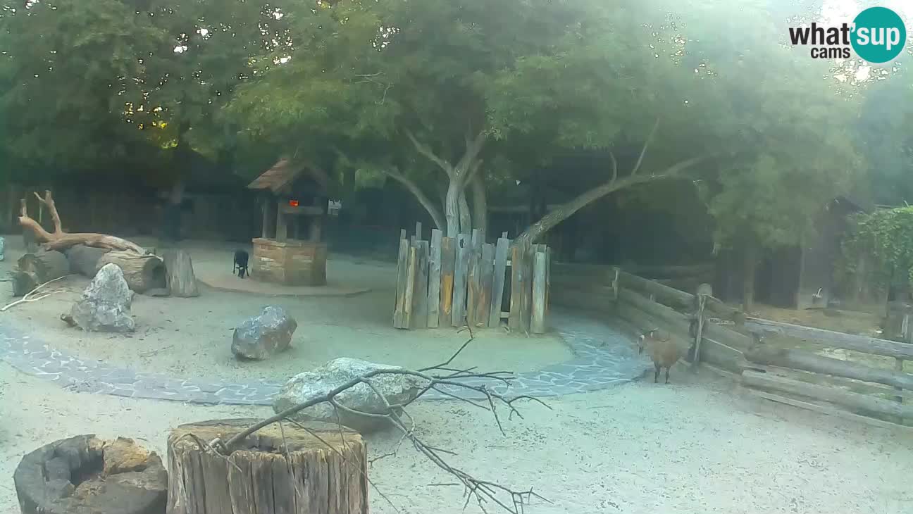 Zoo Zagreb –  Mono maicero