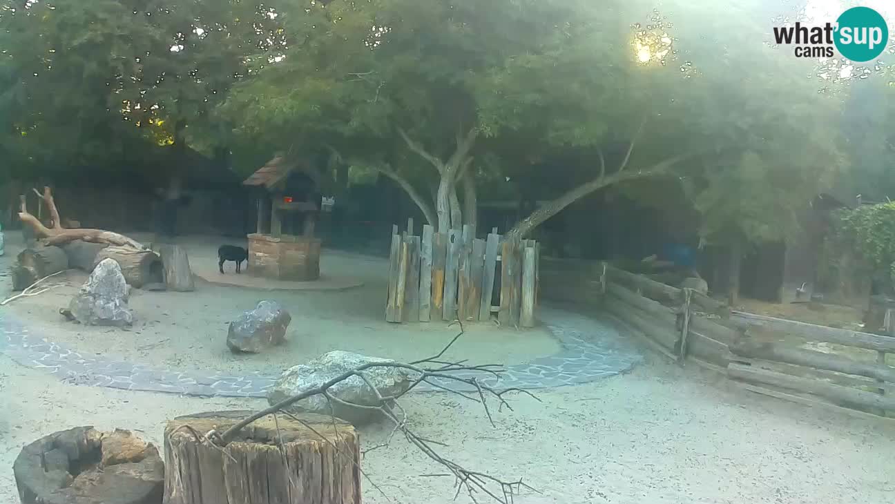 Zoo Zagreb – Brown Capuchin