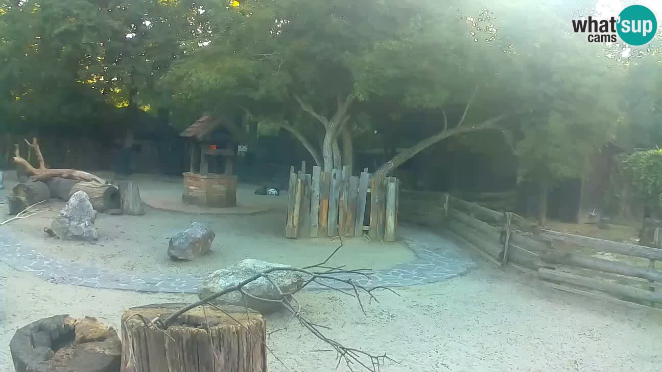 Zoo Zagreb – Brown Capuchin