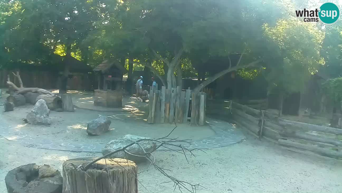 Zoo Zagreb – Brown Capuchin