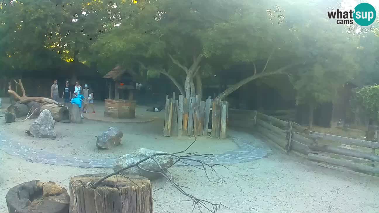 Zoo Zagreb – Brown Capuchin