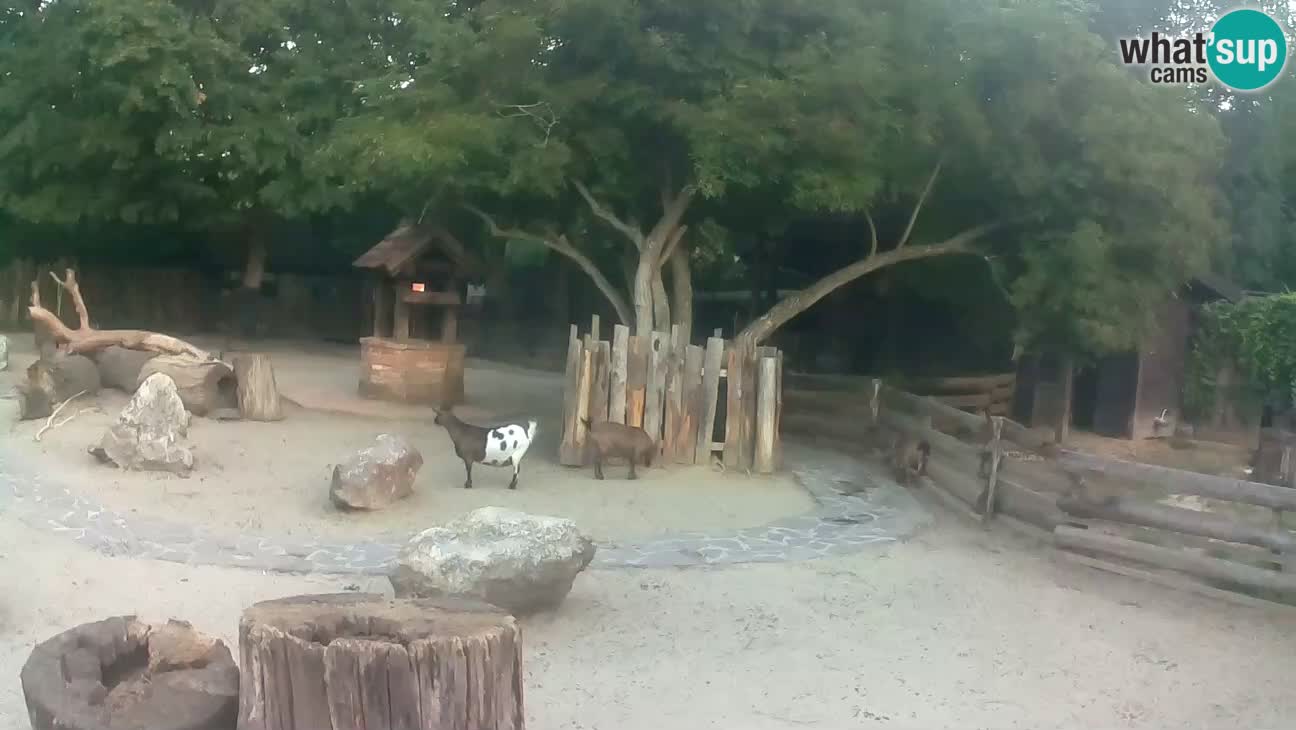 Zoo Zagreb – Cebo dai cornetti