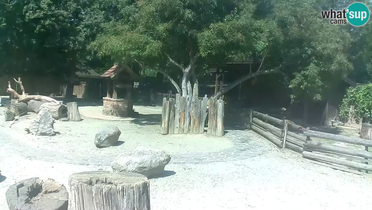 Zoo Zagreb – Brown Capuchin