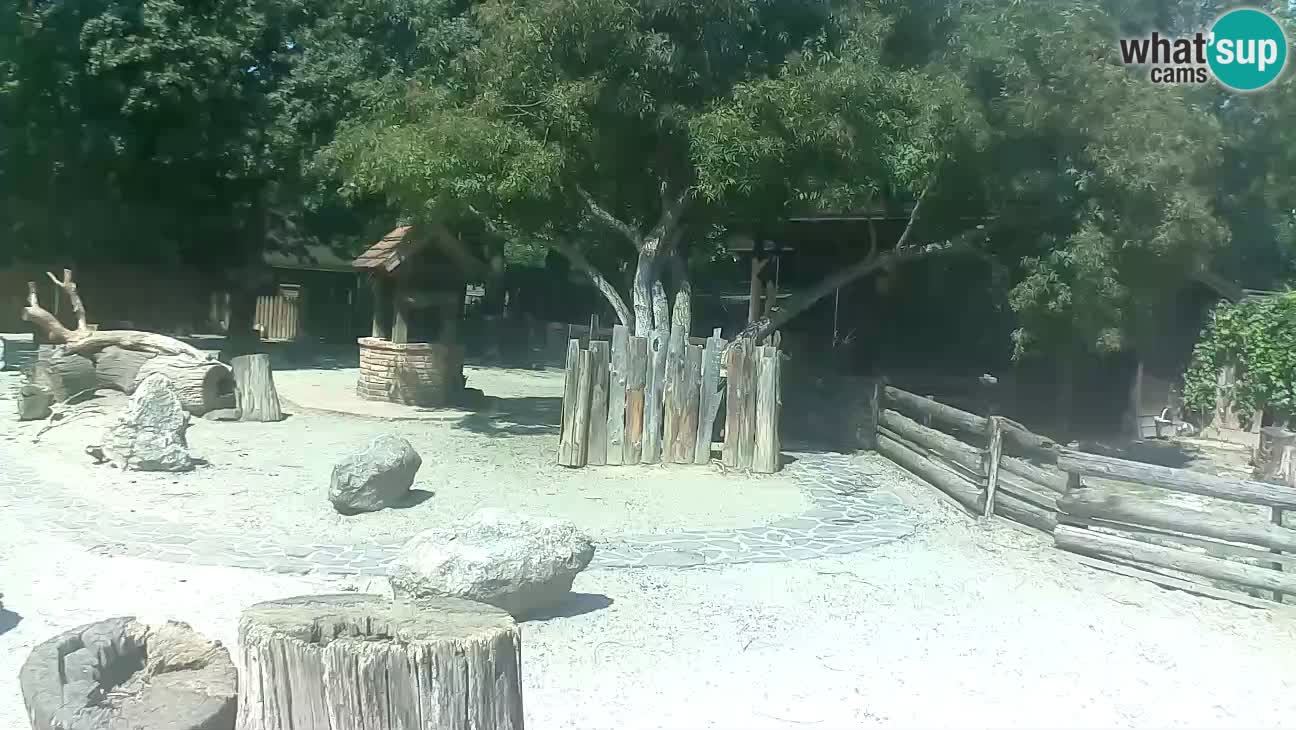 Zoo Zagreb – Haubenkapuziner