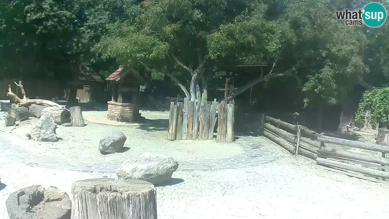 Zoo Zagreb – Brown Capuchin