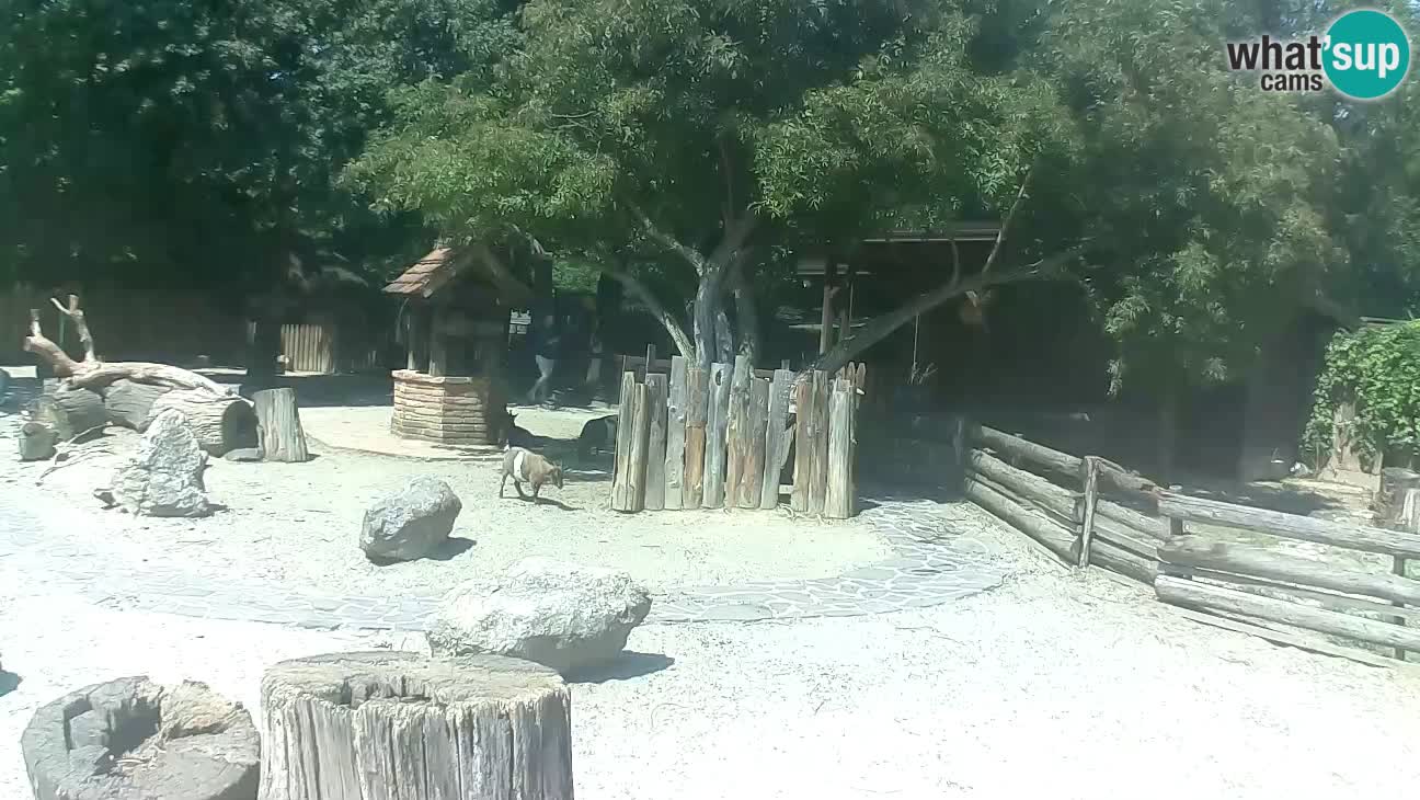 Zoo Zagreb – Cebo dai cornetti