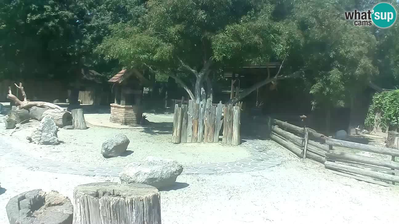 Zoo Zagreb – Rjava kapucinka
