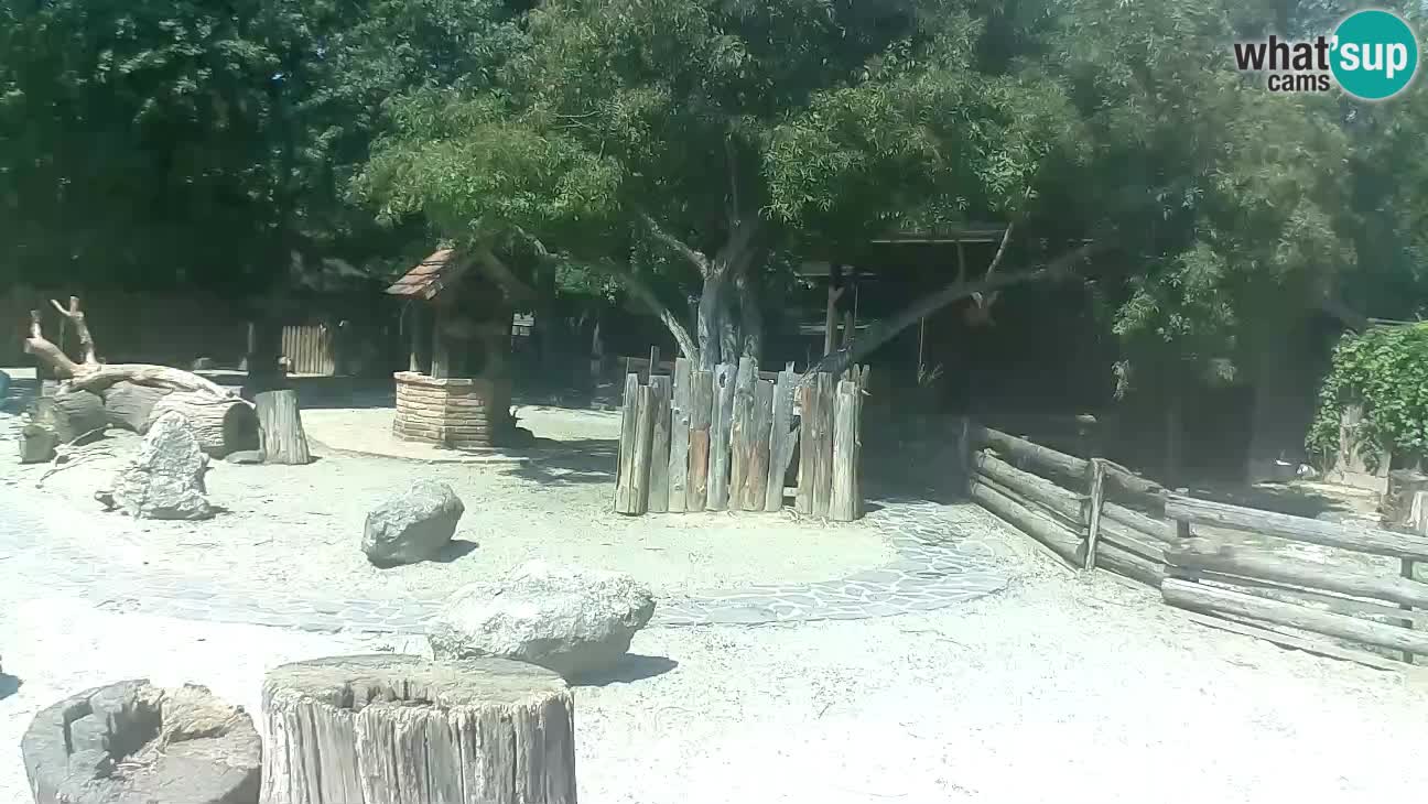 Zoo Zagreb – Cebo dai cornetti