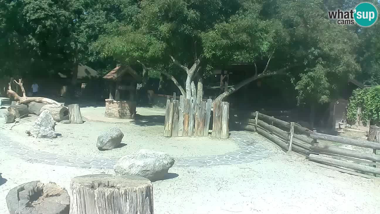 Zoo Zagreb –  Mono maicero
