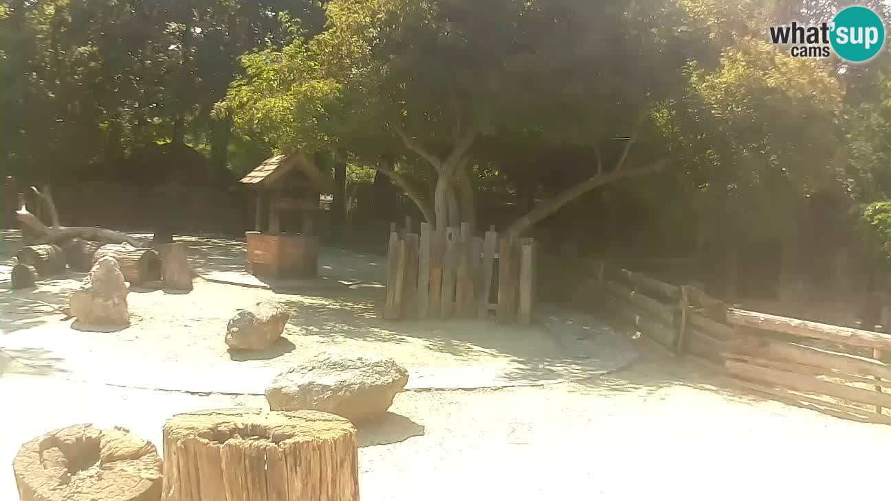 Zoo Zagreb –  Mono maicero