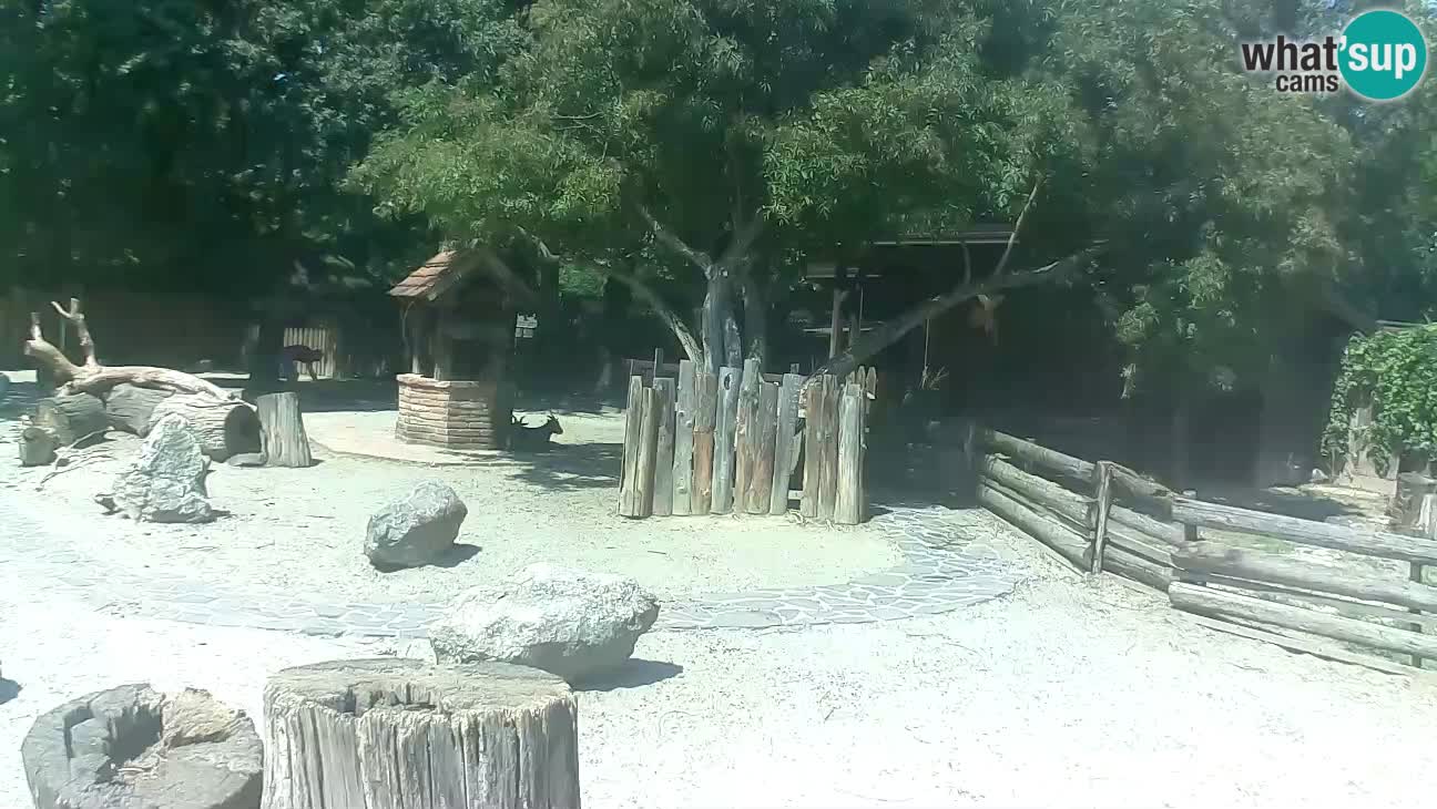Zoo Zagreb – Haubenkapuziner