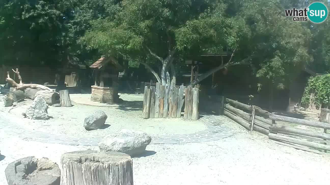 Zoo Zagreb – Rjava kapucinka