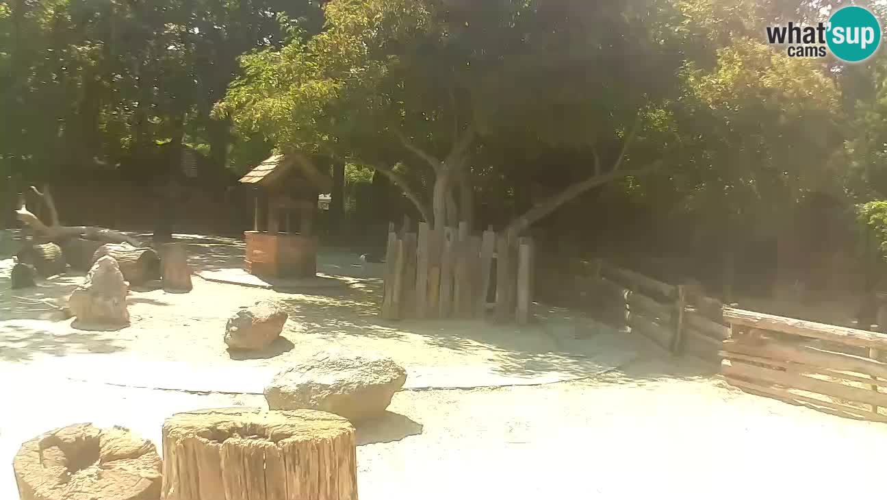 Zoo Zagreb – Brown Capuchin