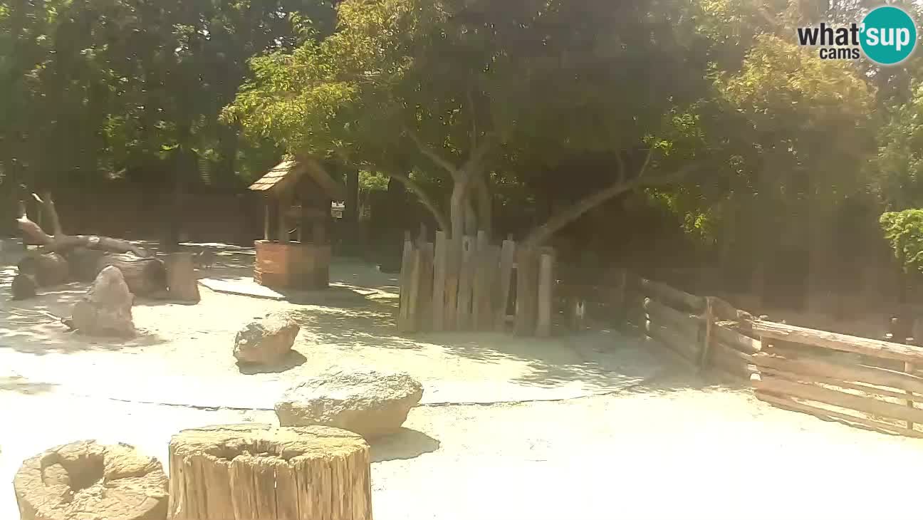 Zoo Zagreb – Brown Capuchin