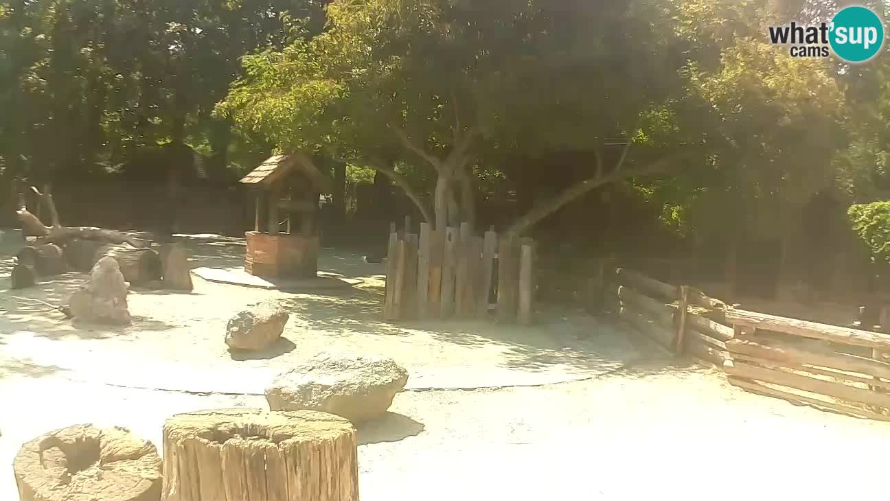 Zoo Zagreb – Cebo dai cornetti