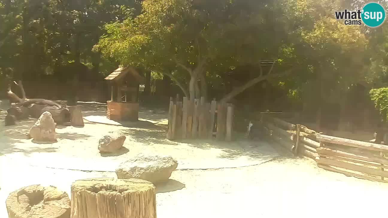 Zoo Zagreb – Brown Capuchin