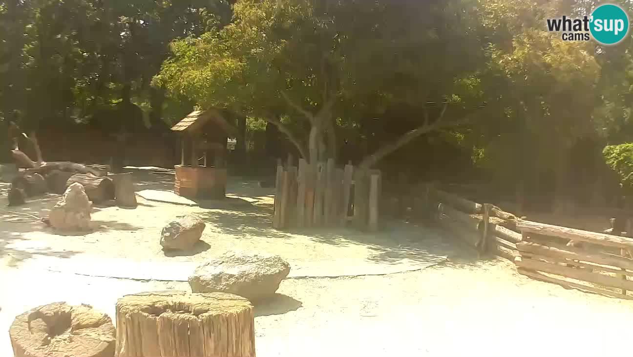 Zoo Zagreb – Brown Capuchin