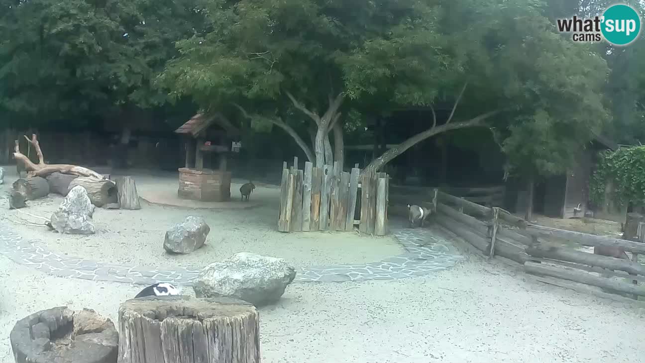 Zoo Zagreb – Brown Capuchin