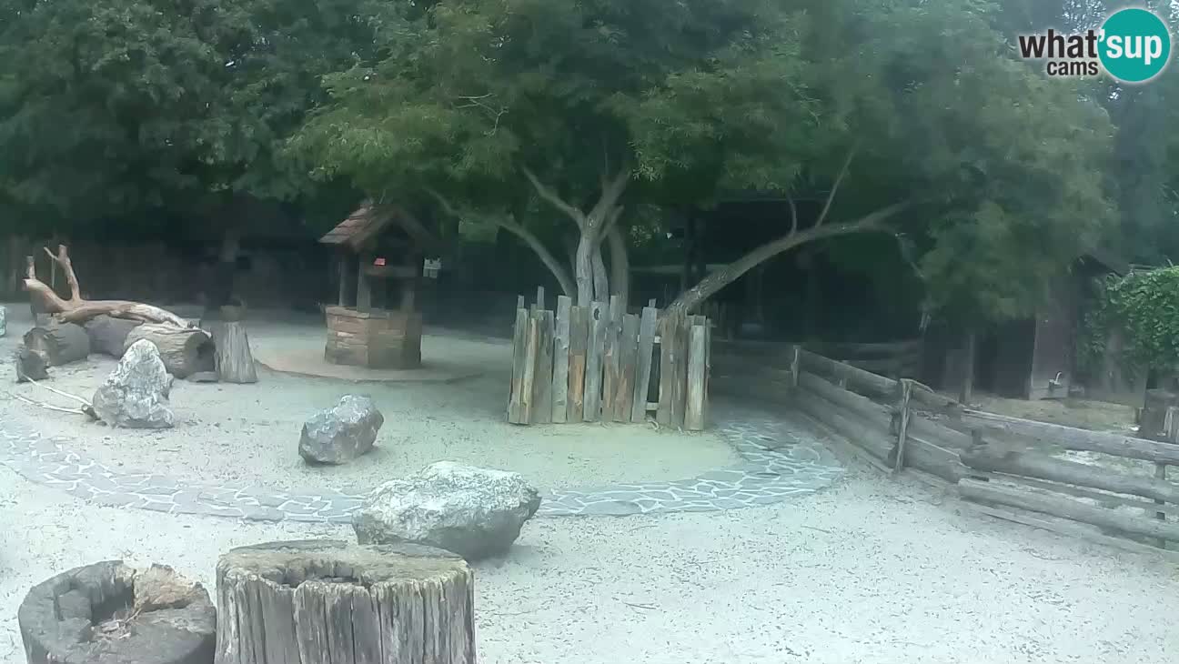 Zoo Zagreb – Brown Capuchin