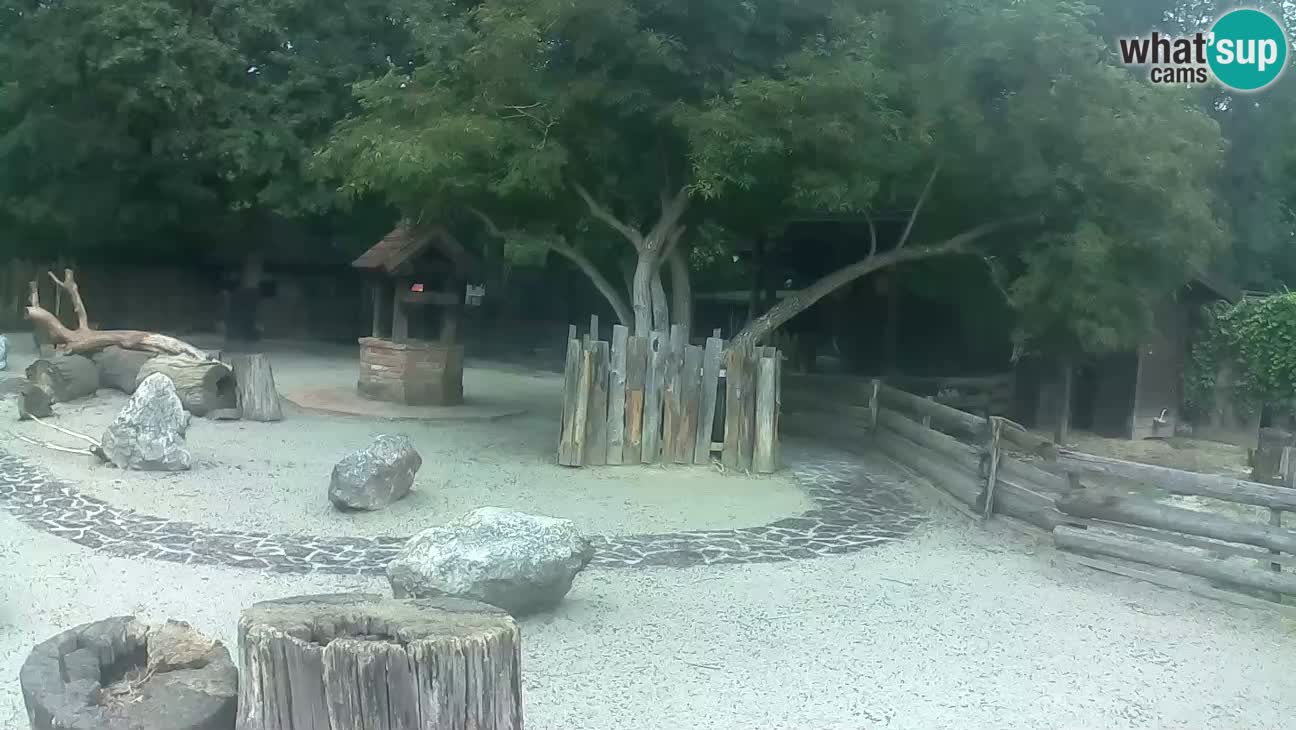 Zoo Zagreb – Brown Capuchin