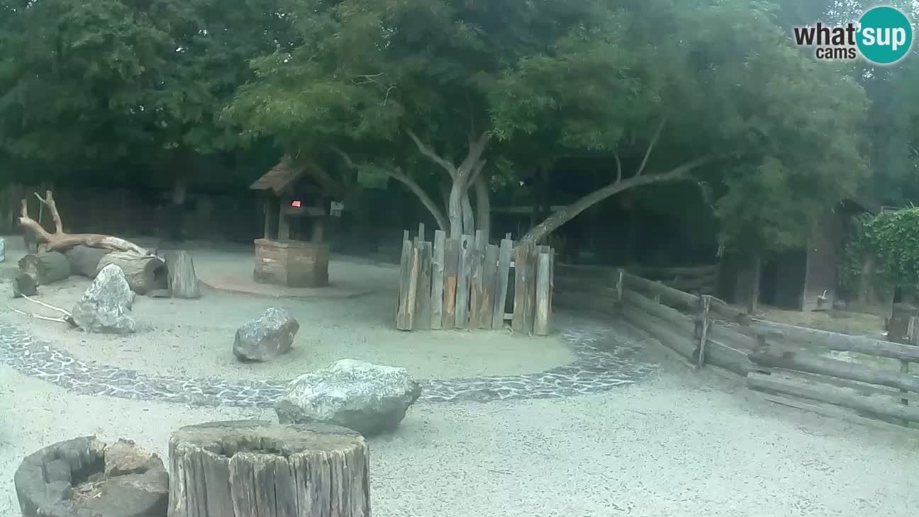 Zoo Zagreb – Brown Capuchin