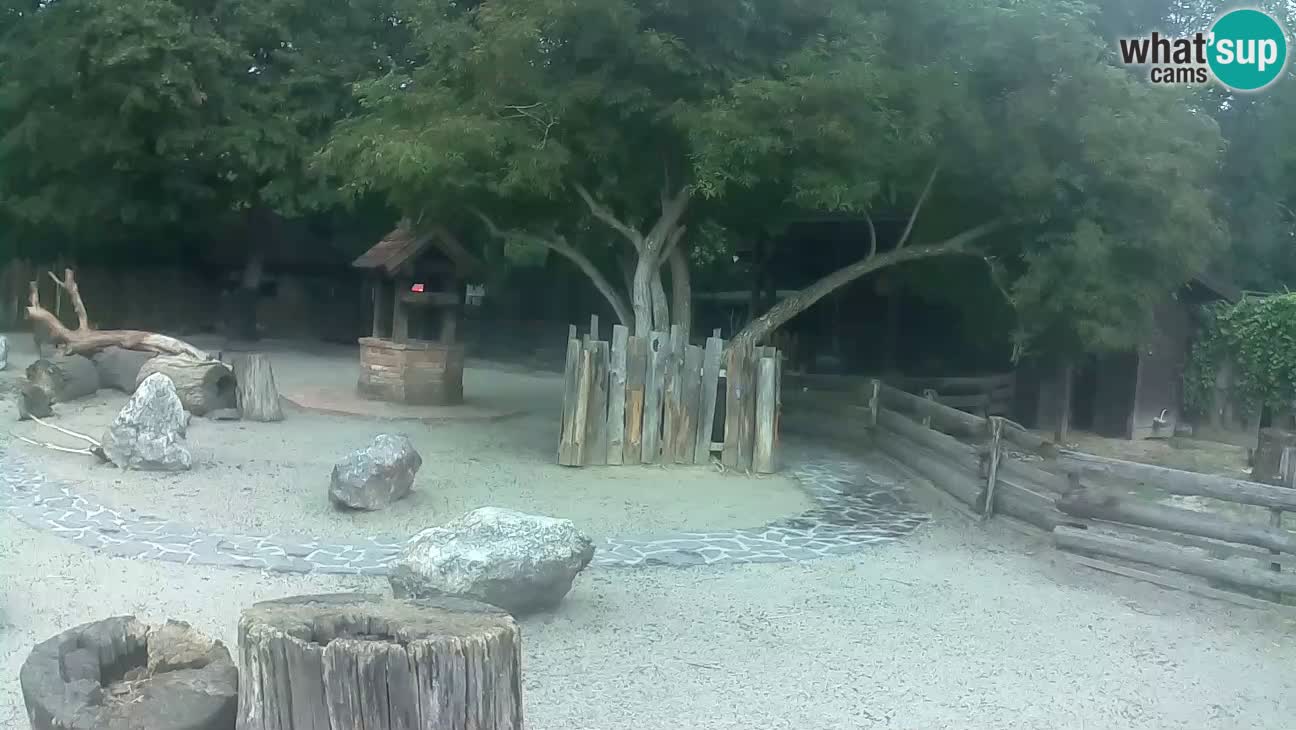 Zoo Zagreb – Rjava kapucinka