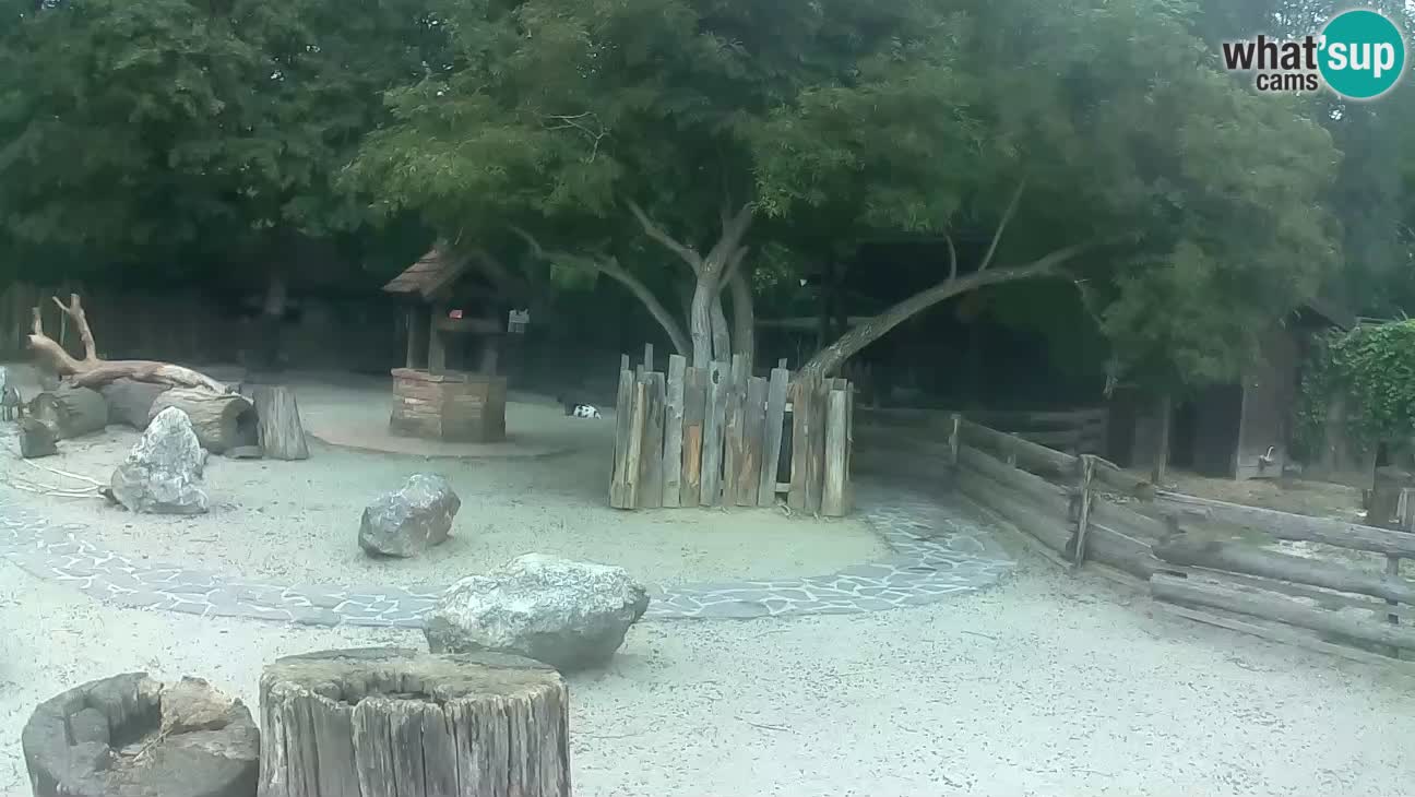 Zoo Zagreb – Haubenkapuziner