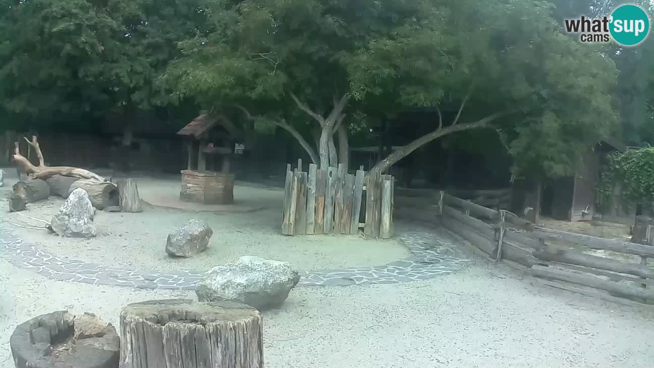 Zoo Zagreb – Cebo dai cornetti