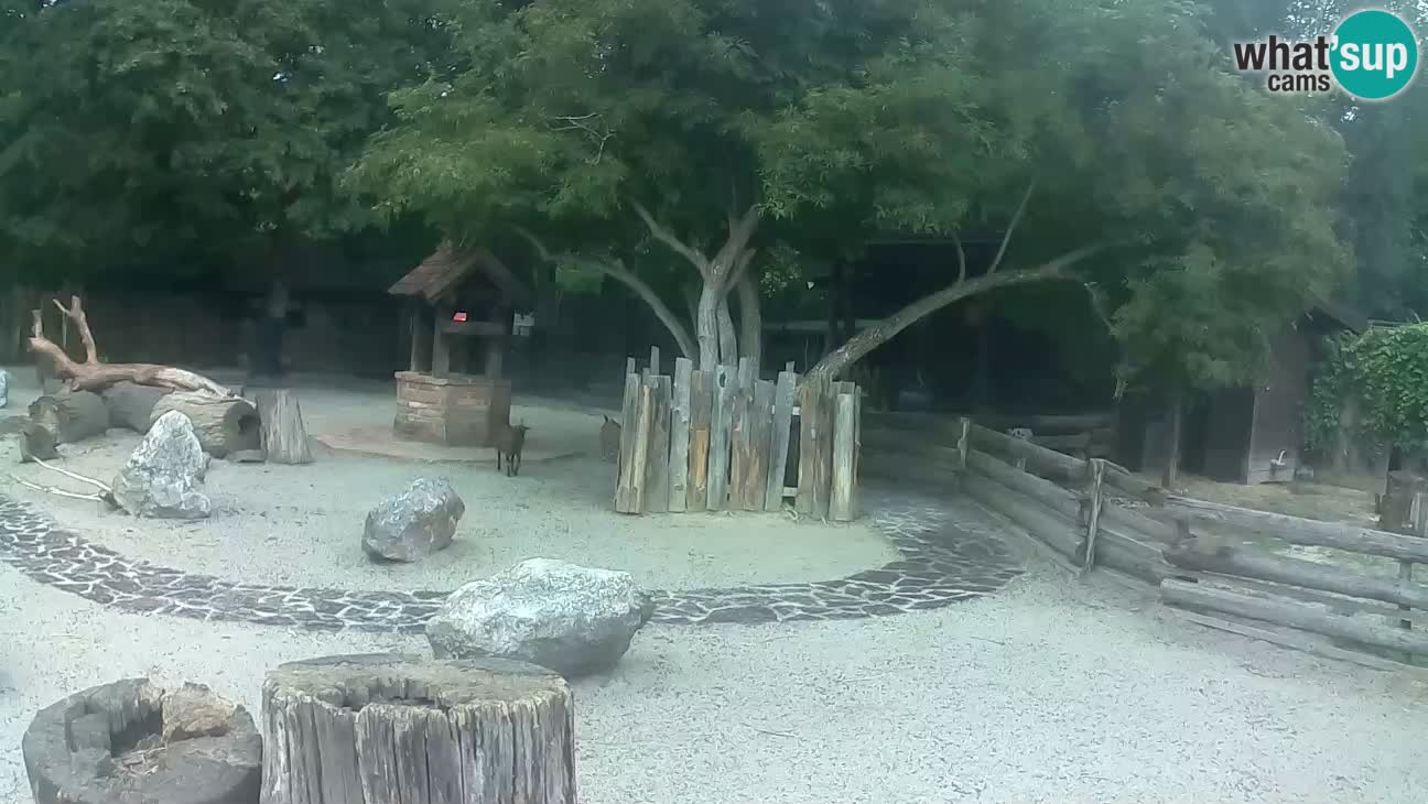 Zoo Zagreb – Haubenkapuziner