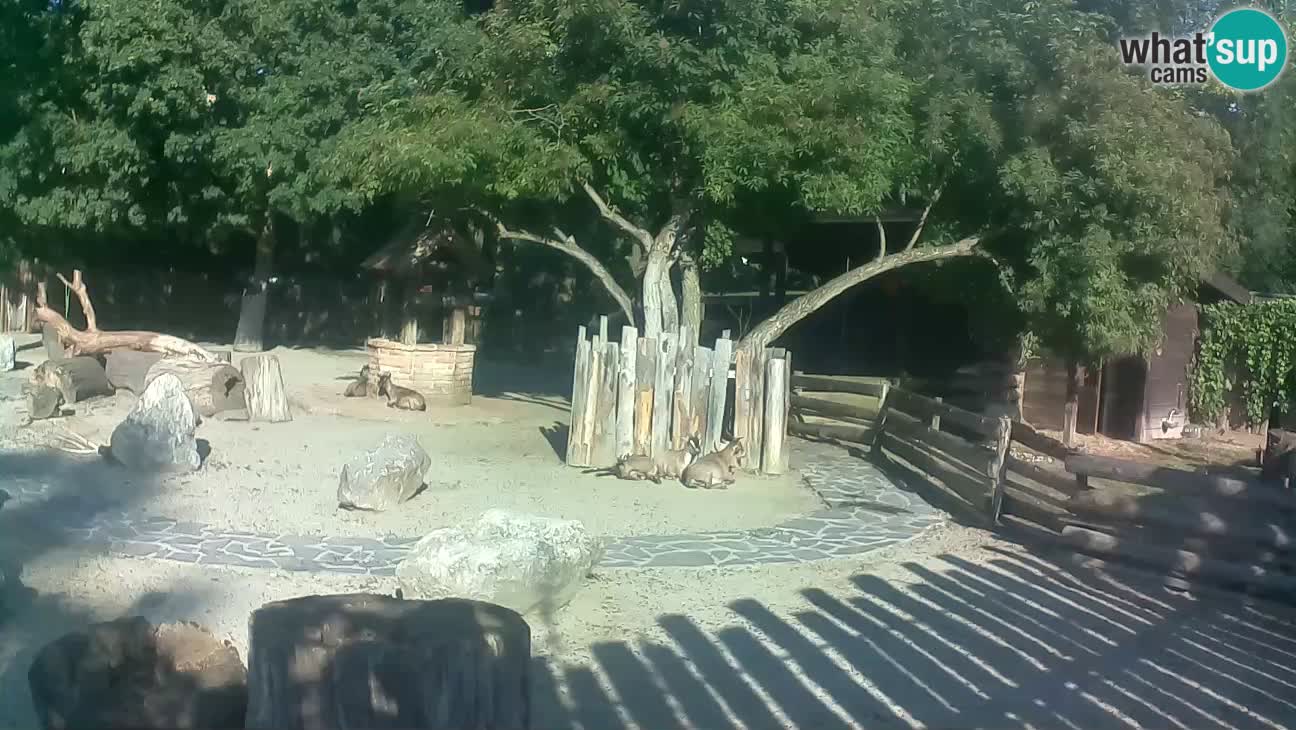 Zoo Zagreb – Brown Capuchin