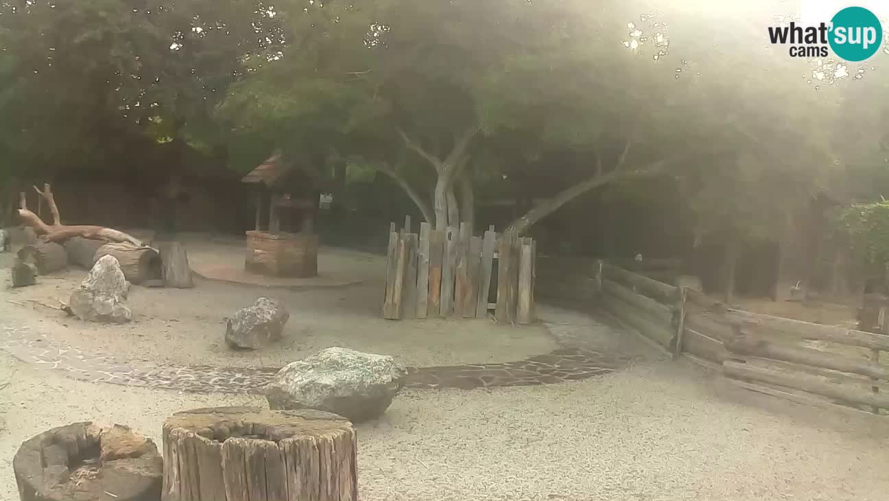 Zoo Zagreb – Brown Capuchin