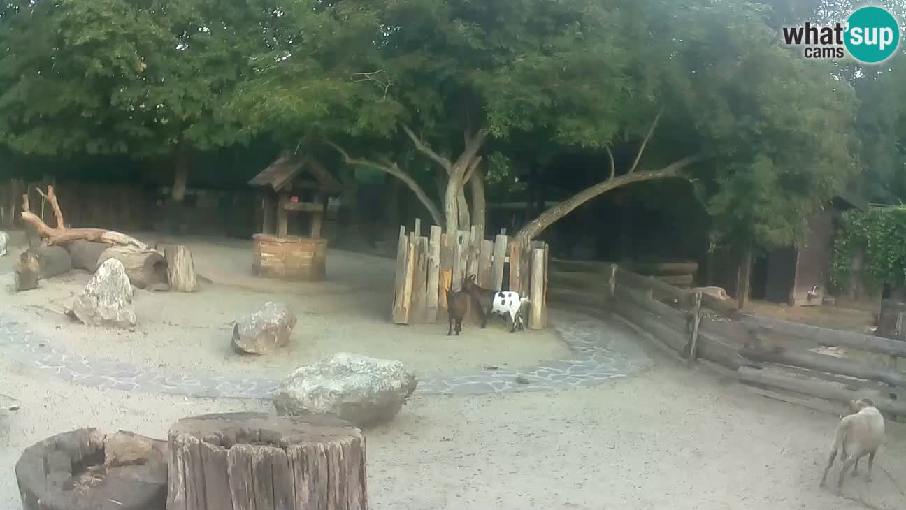 Zoo Zagreb – Cebo dai cornetti